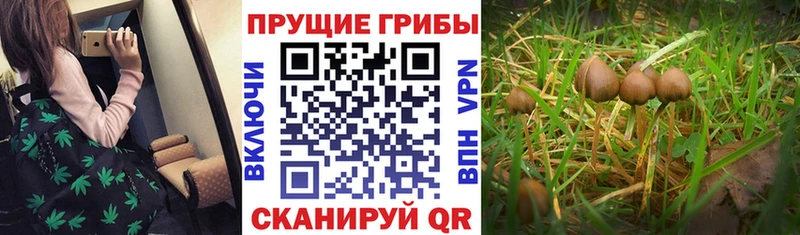 Галлюциногенные грибы MAGIC MUSHROOMS  Купить закладки  Кыштым 